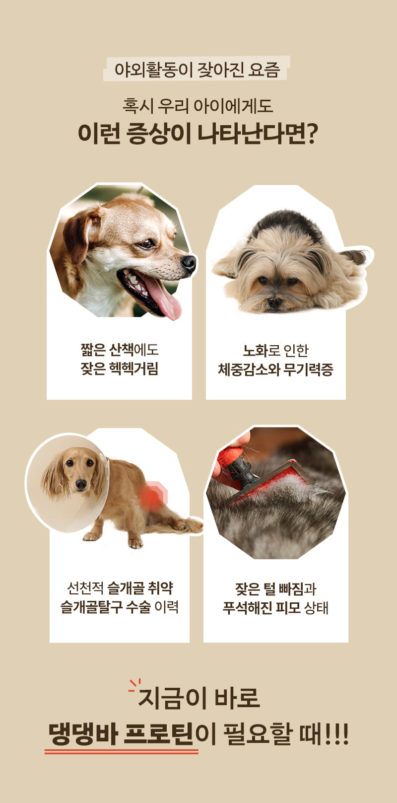PPPICK Dangdang Bar Protein Mini Protein Bar 14pcs Salmon Chicken empresskorea Dangdang Bar Protein Mini for Your Dog's Healt...
