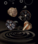 Cheonho&care Black Garlic 10ml*30sticks
