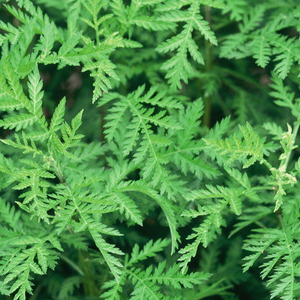ARTEMISIA