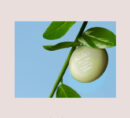freshian Egg-like Cream Blusher 6.5g