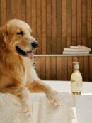 AROMATICA Gentle Groom Dog Shampoo Lavender & Geranium 500ml - EmpressKorea