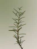 AROMATICA Rosemary Scalp Scaling Shampoo 1000ml - EmpressKorea