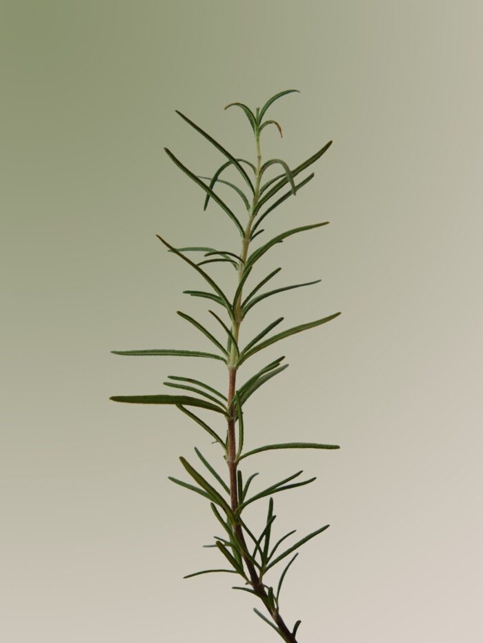 AROMATICA Rosemary Scalp Scaling Shampoo 1000ml - EmpressKorea