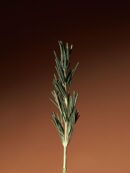 AROMATICA Vitalizing Rosemary Concentrated Essence 100ml - EmpressKorea