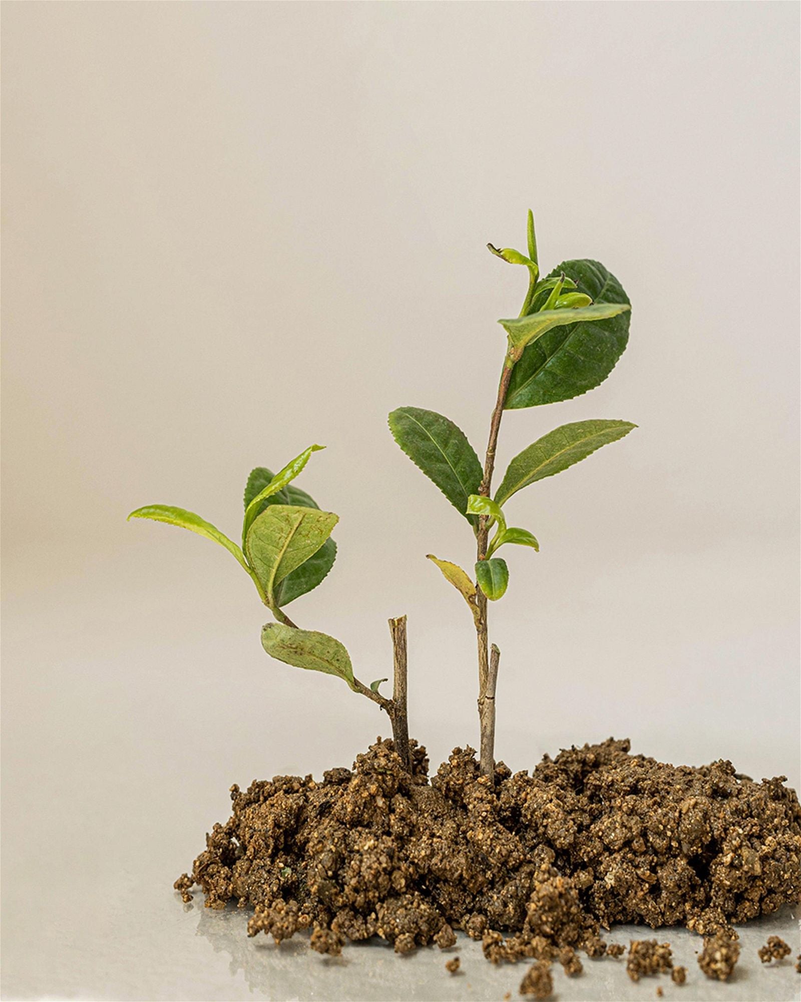 Beauty of Joseon - Calming Serum : Green tea + Panthenol 30ml - EmpressKorea