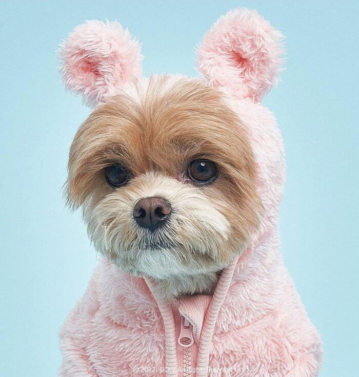 DOGI Pet Bear Hood All-in-one - EmpressKorea