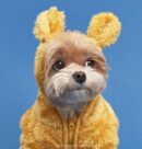 DOGI Pet Bear Hood All-in-one - EmpressKorea