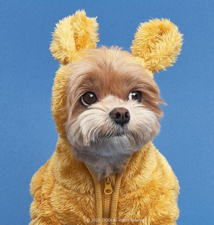DOGI Pet Bear Hood All-in-one - EmpressKorea