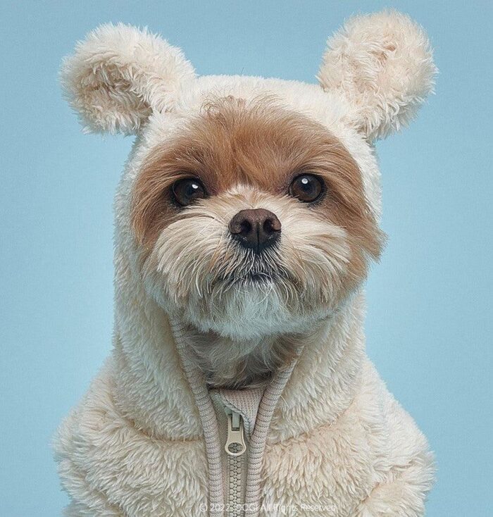 DOGI Pet Bear Hood All-in-one - EmpressKorea