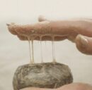 Jeongango Essence Soap Pack Handmade Soap 20g - EmpressKorea