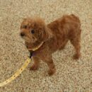 Kakao Friends - Choonsik Pet Lead Line 2M - EmpressKorea