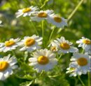 NOKCHAWON chamomile herbal tea 60 tea bags of fragrant and soft - EmpressKorea