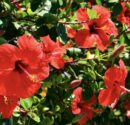NOK CHA WON Hibiscus Tea 60 Tea Bags (Pyramid Type) Flower Healthier Tea - EmpressKorea
