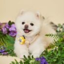 PETHROOM Outcare Set (Bug Out Light Clip + Outcare Shield Mist 100ml) Dog Walking Pest Prevention Tick Repellent - EmpressKorea