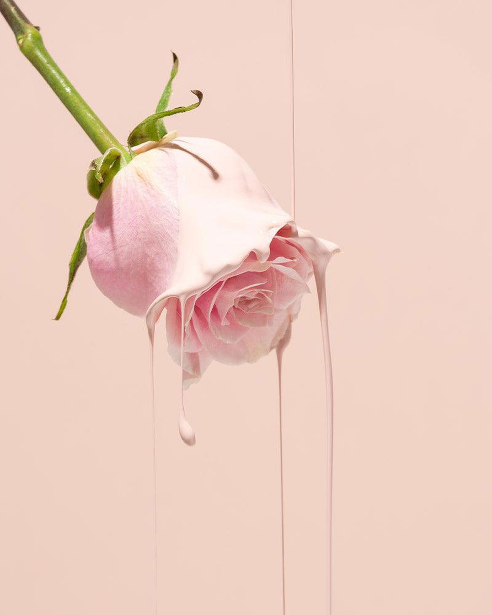 heimish Bulgarian Rose Tinted Tone-up Sunscreen SPF50+ PA+++ 30ml - EmpressKorea