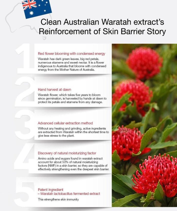 the SAEM Urban Eco Waratah Cream 50ml - EmpressKorea