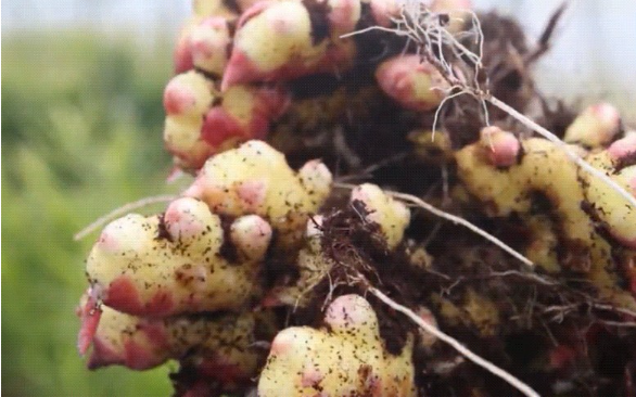 Organic Friends Honey Ginger Extract 650g - Image 3